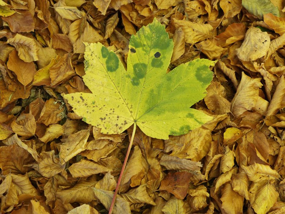 green leaf in autumn foliage on the field
