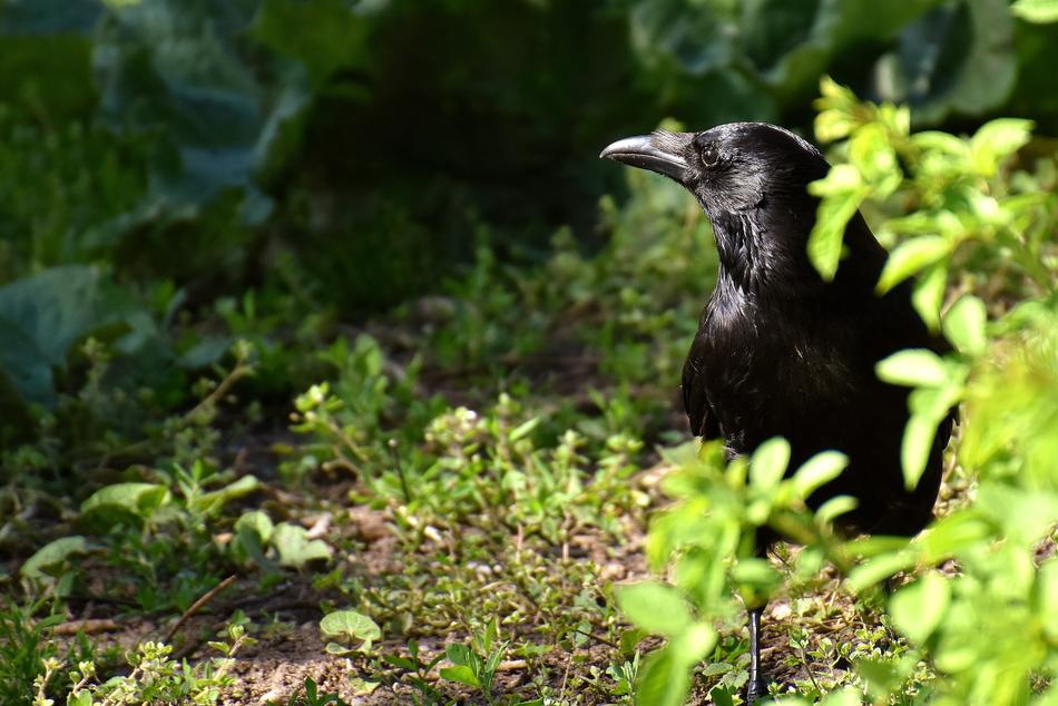 Common Raven Bird Corvus