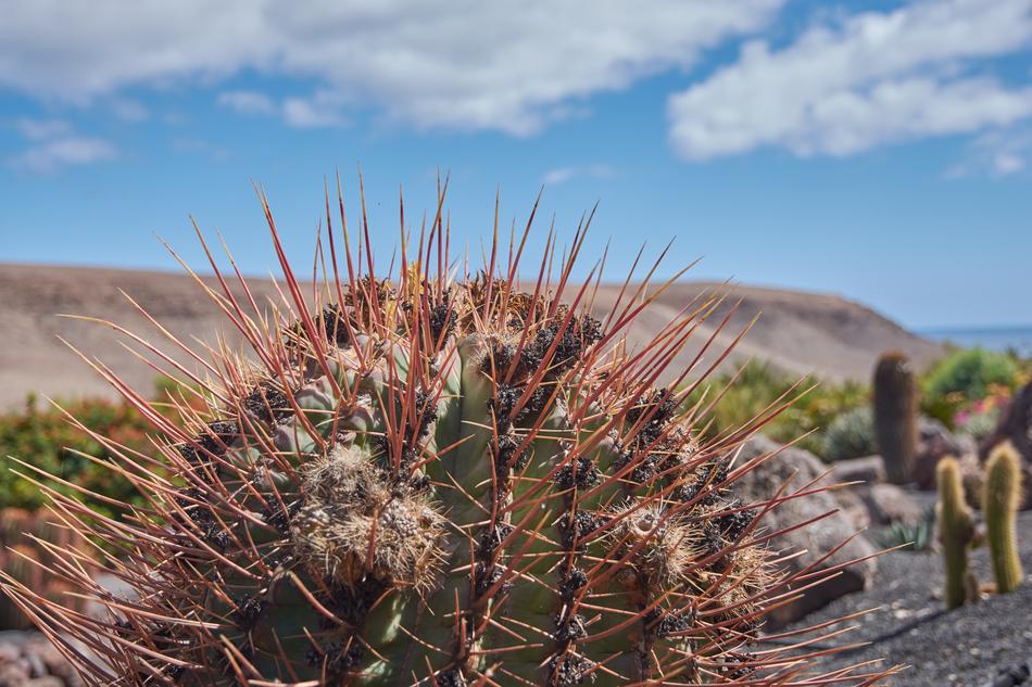 long thorns on a desert cactus.