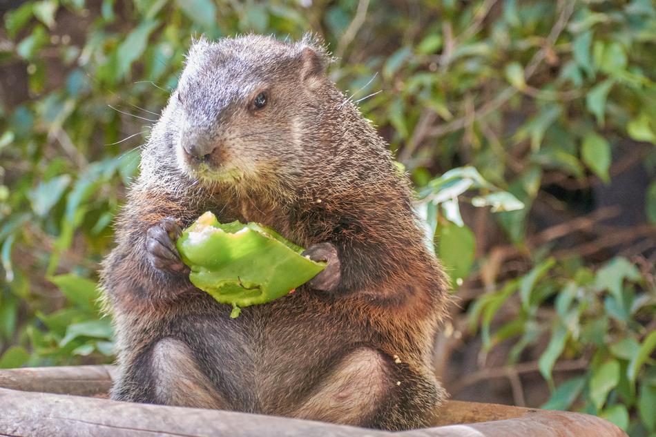 cute beaver eats fruit
