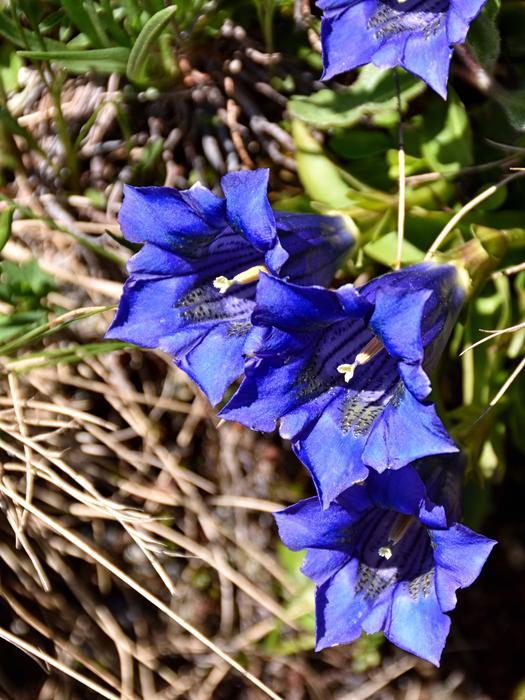 blue Gentian Blossom flower