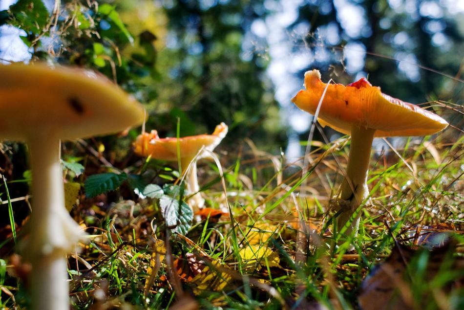 The mushrooms in the forest are beautiful