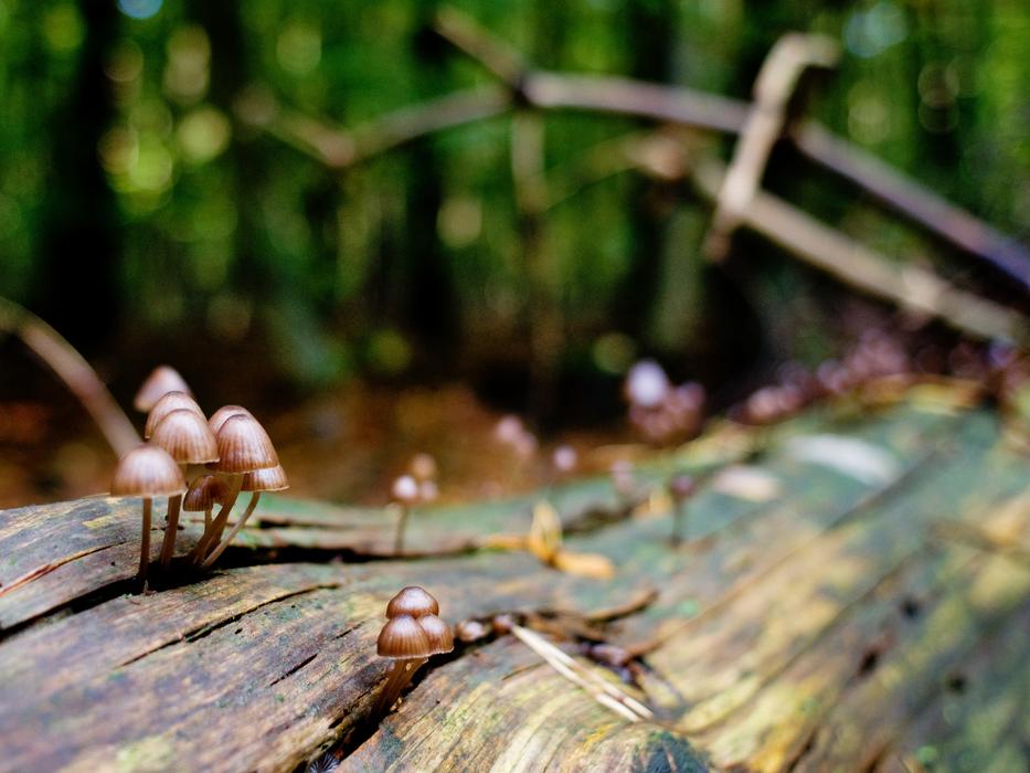 small mushrooms on a tree