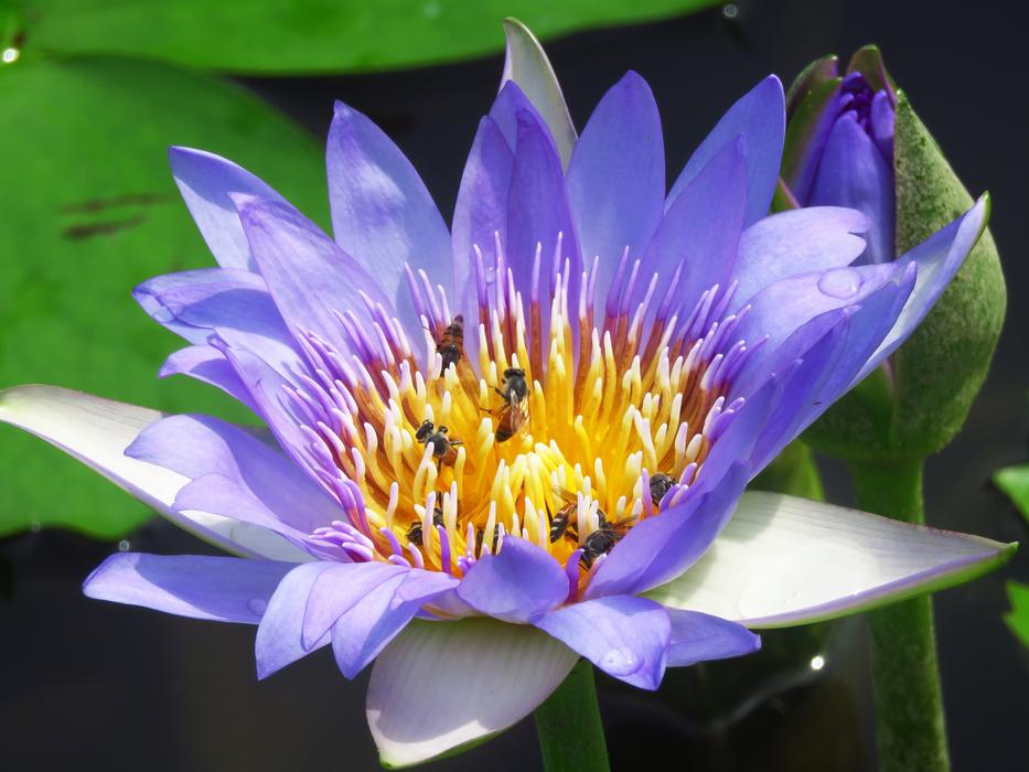 Lilly Flower Honeybee in pond