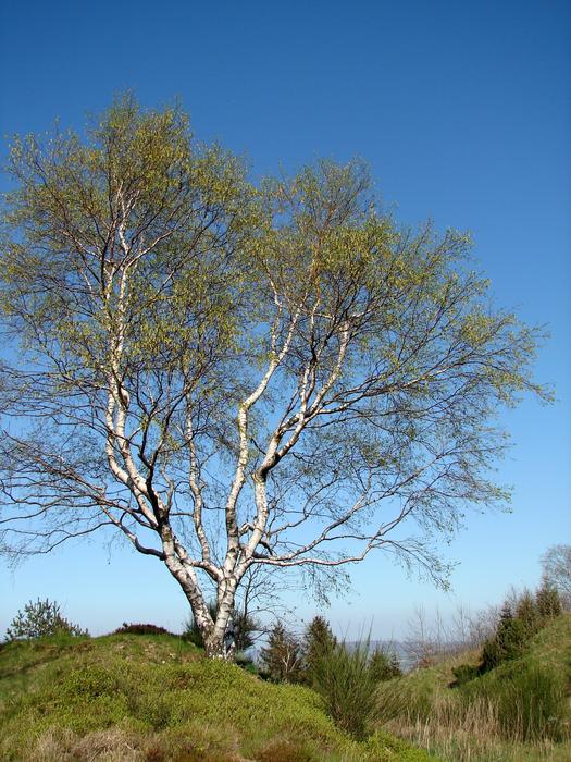 tree tall in the blue sky