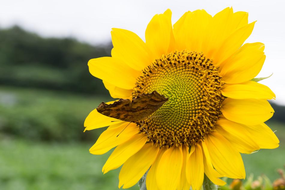 a butterfly on a sunflower in a field