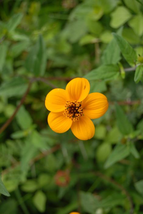 Flower Flora