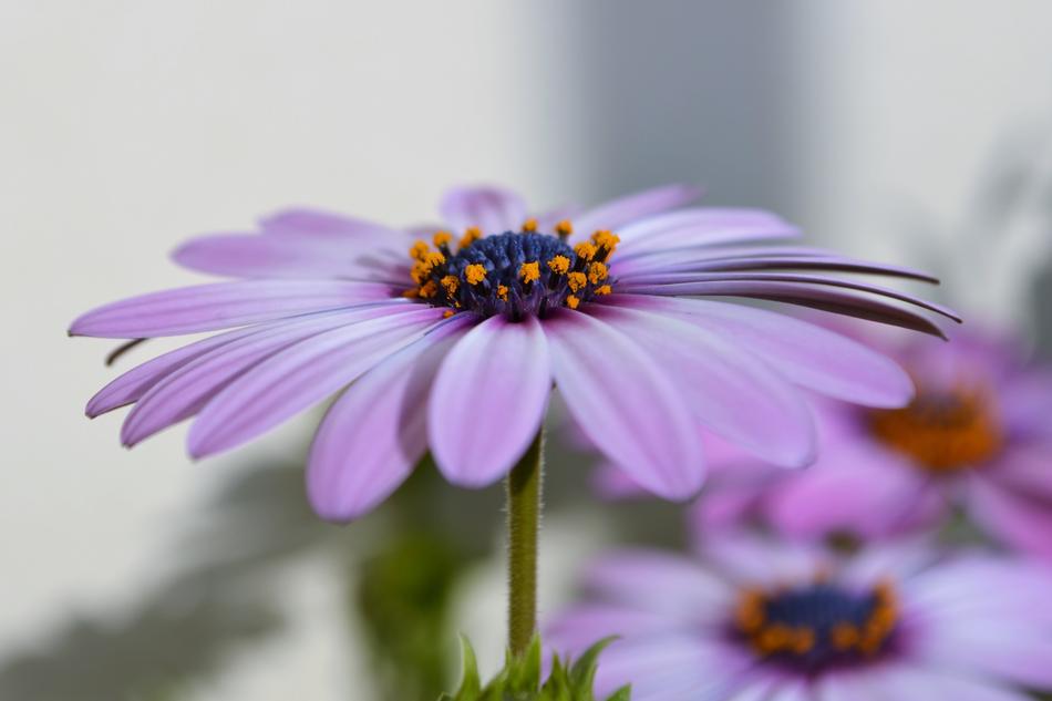 Flower Macro Nature