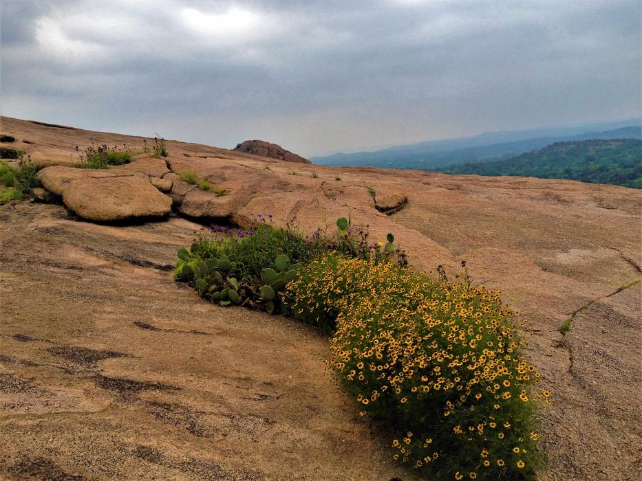 yellow desert wildflowers