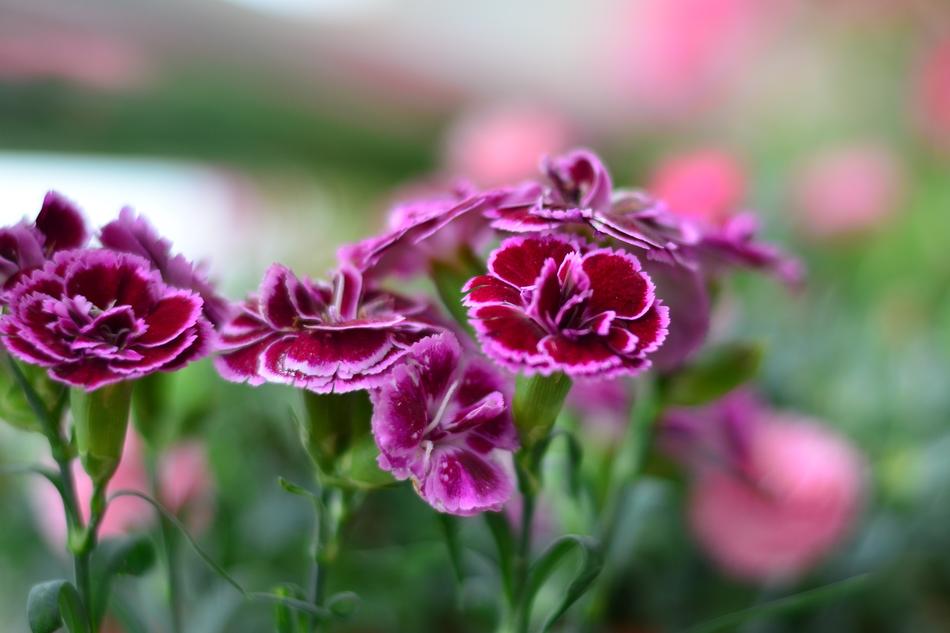 macro view of the purple lila flowers