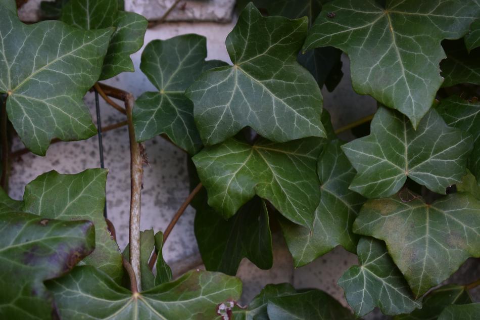 Ivy Plant Green
