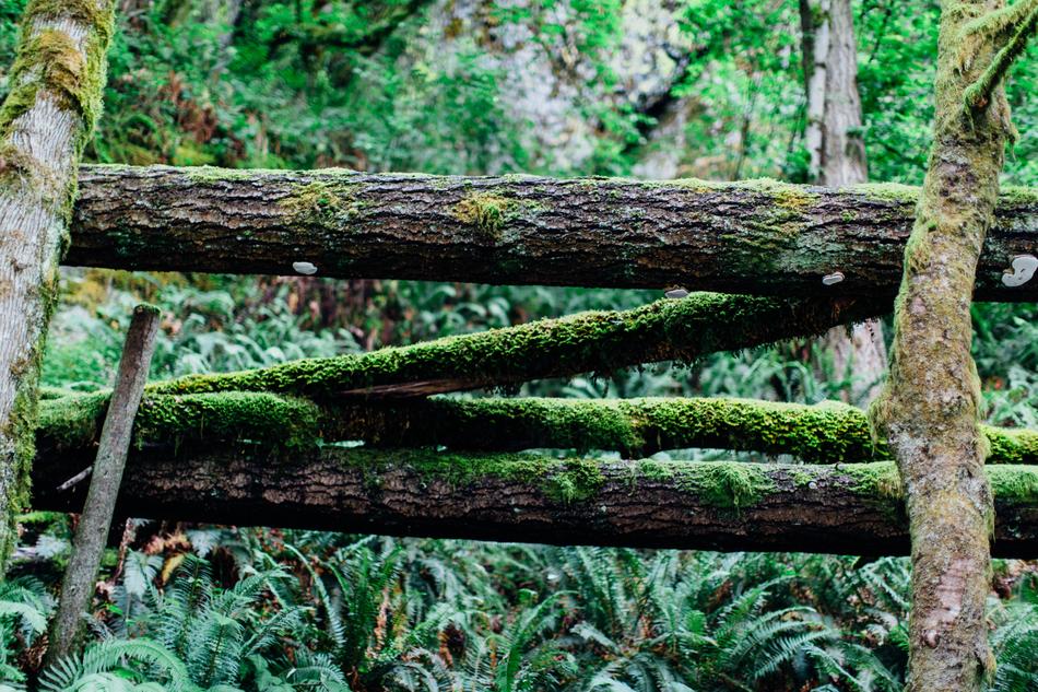 Forest Wood Logs