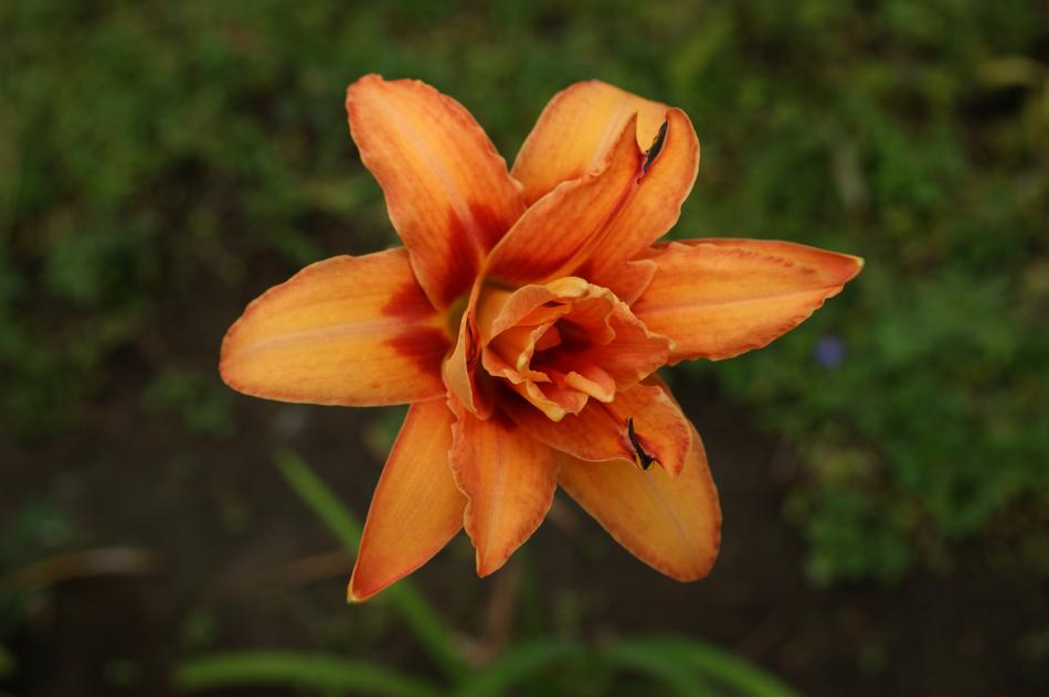 orange lonely flower in the garden