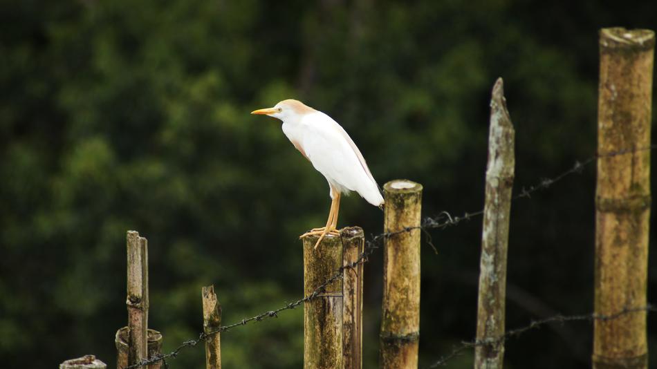 Birds Nature Guatica