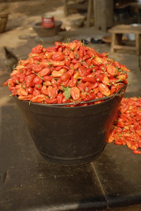 dried ripe peppers