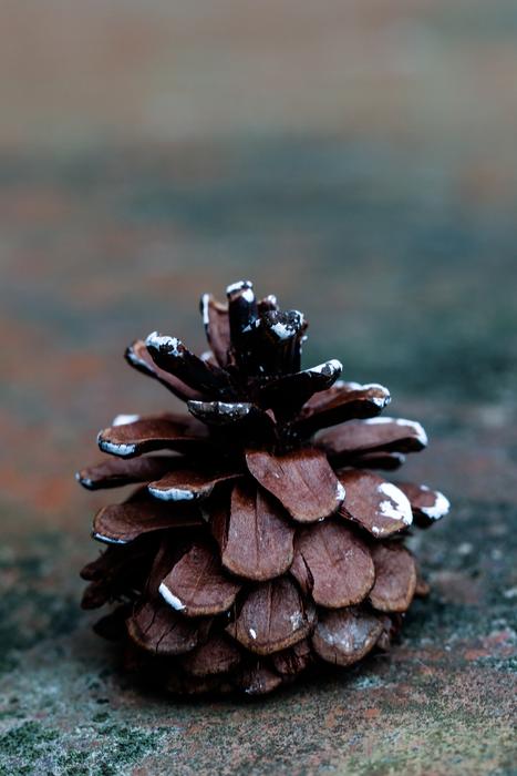 Pinecone Fall