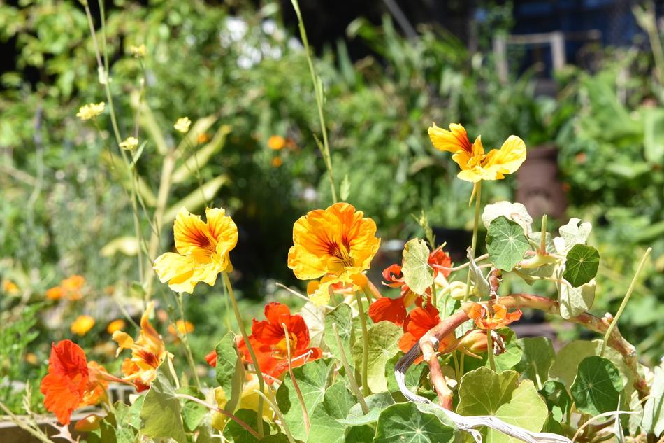 garden wildflowers are beautiful
