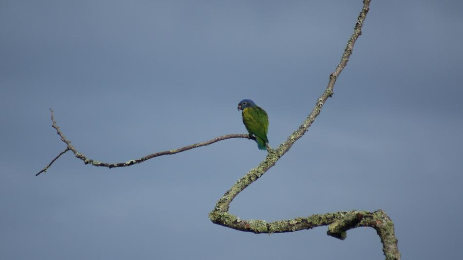 a green parrot on a branch in the clouds