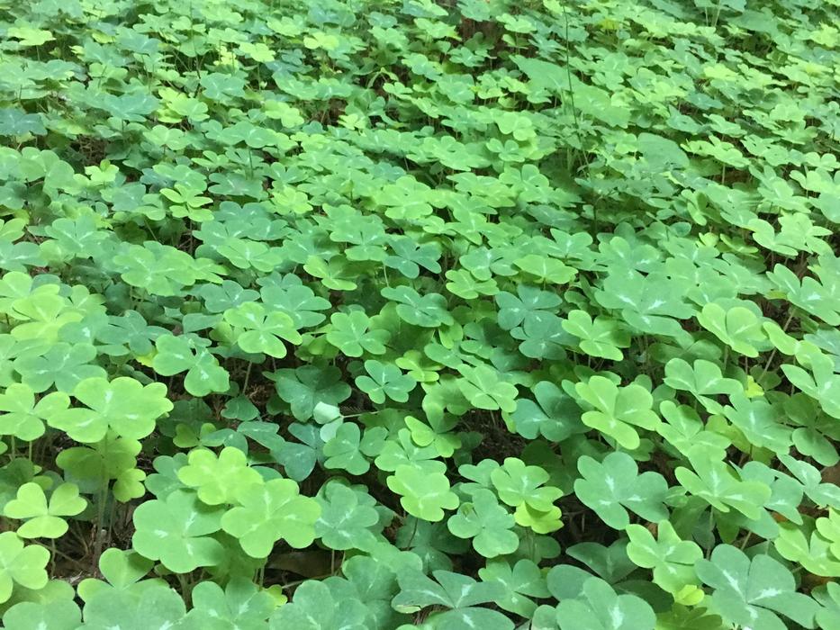 green foliage landscape view