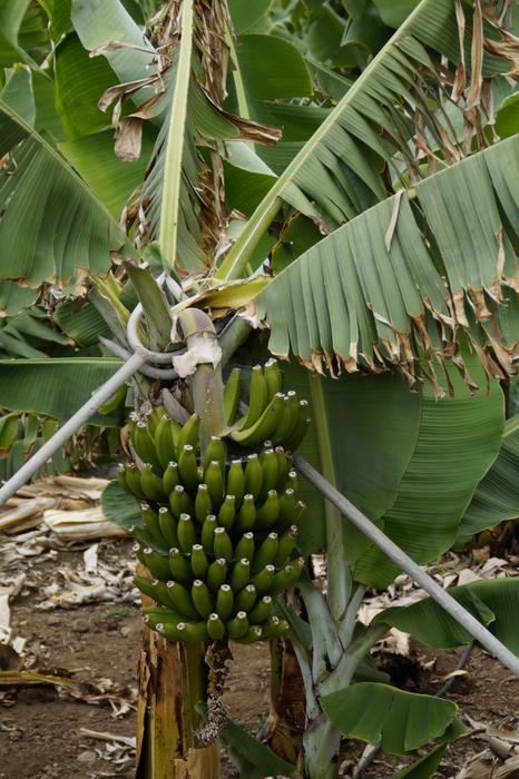 Unripe bananas on a tree