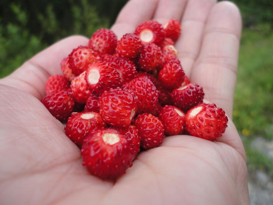 red berries in your hand