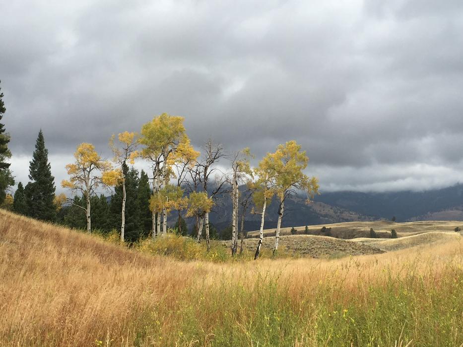 fall magnificent trees in the field