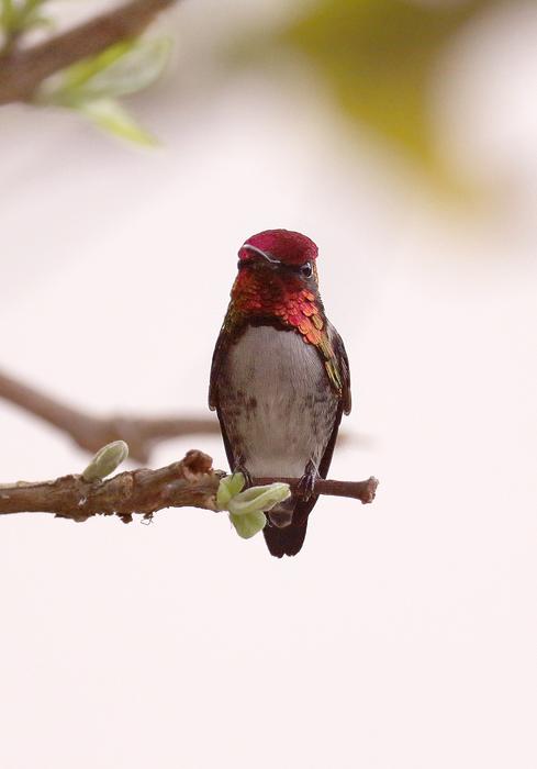 Cuba Matanzas bird