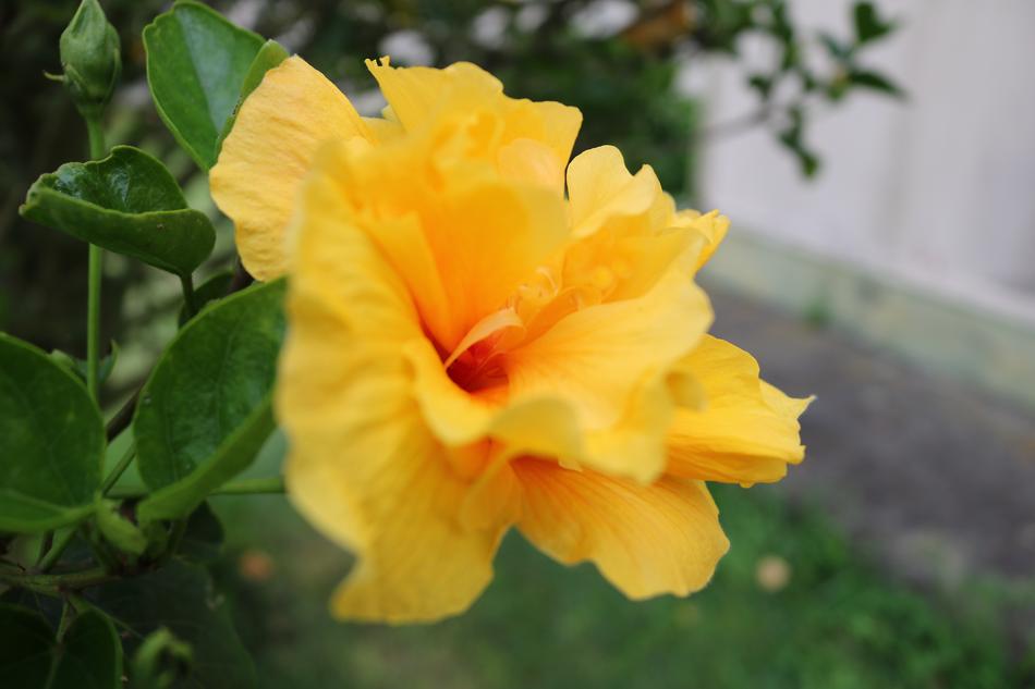 a flower by the road