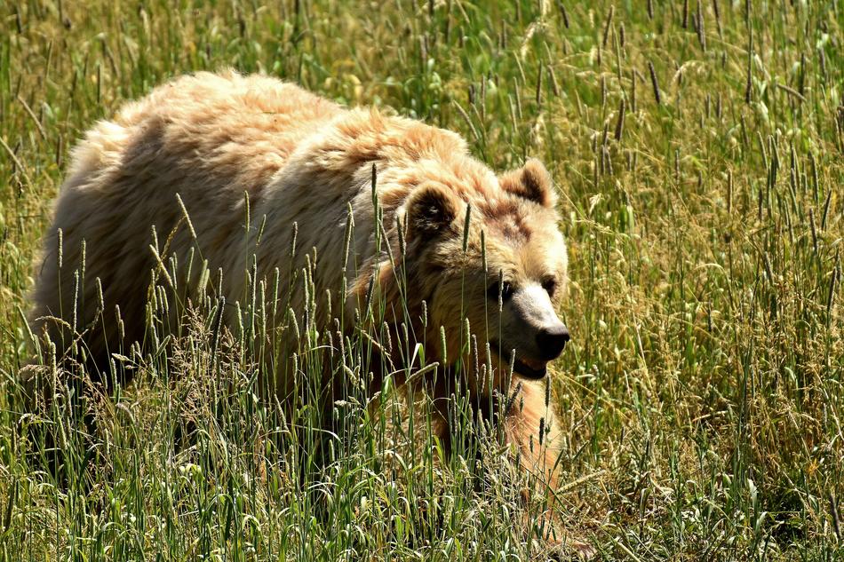 bear on the hunt
