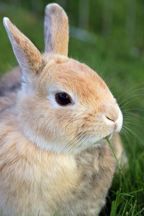 fluffy hare on the background of grass