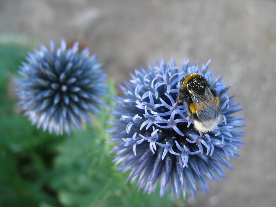blue flower with bee view