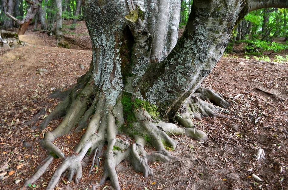 Forest Tree Nature