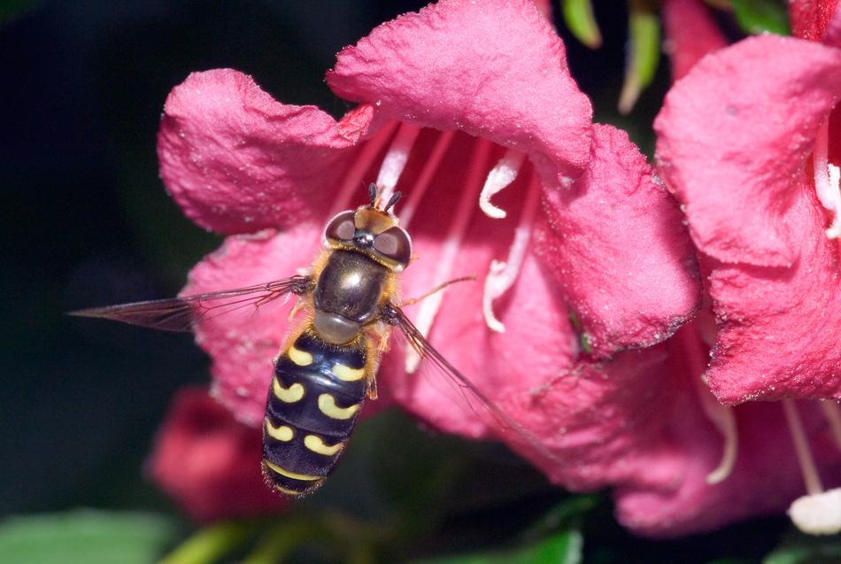 Episyrphus Balteatus Approach flowers