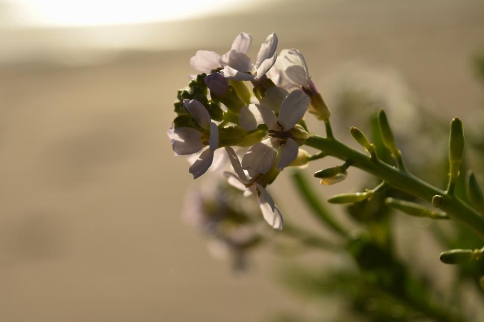 white wild flower in green grass
