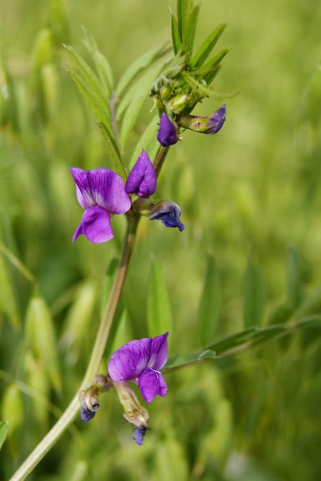 Flower Field Weed