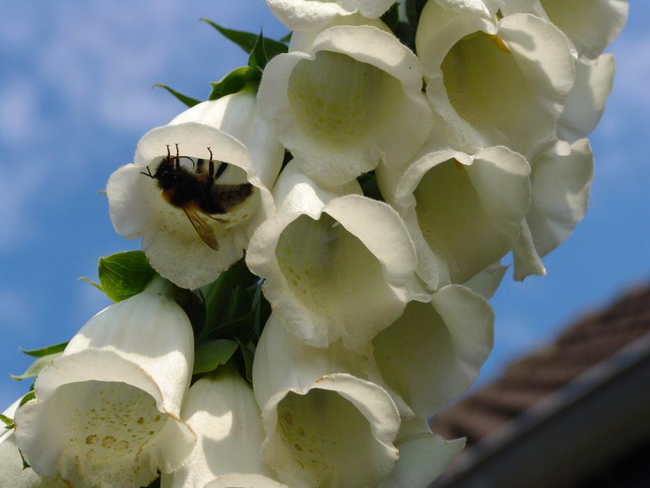 a bee in a white flower