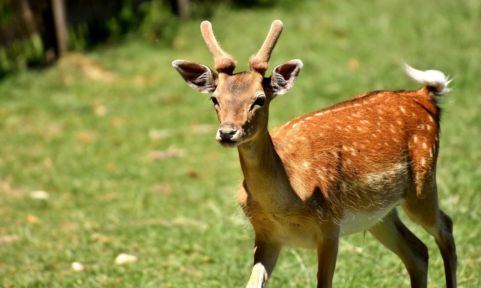young deer walking in the grass