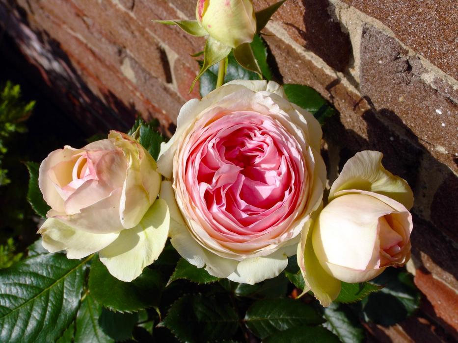 roses bouquet is beautiful opeizage