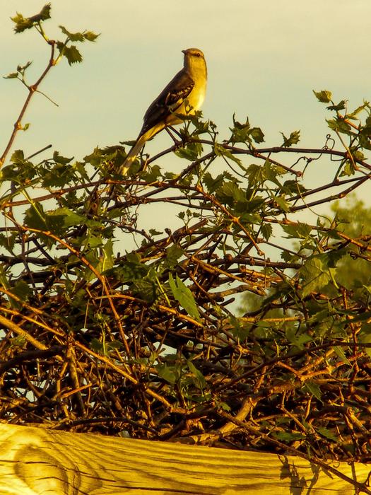 a bird at sunset in the trees