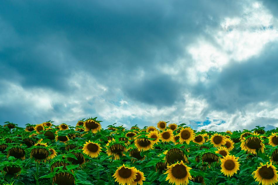 sunflowers beautiful landscape view