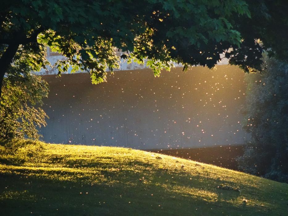 Evening Sun Romantic