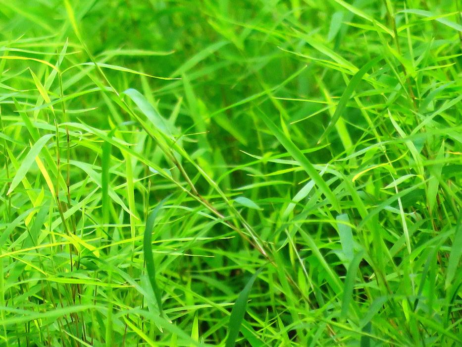 Background Green Grass