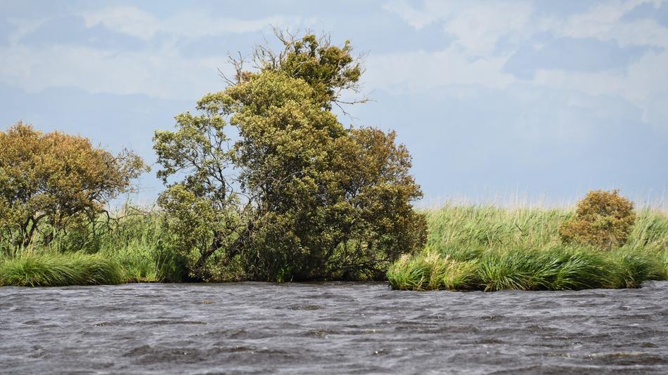 trees water green beautiful