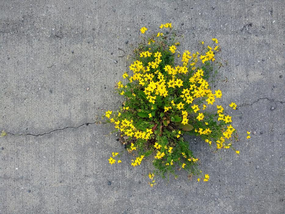 a bush with yellow flowers on the ground