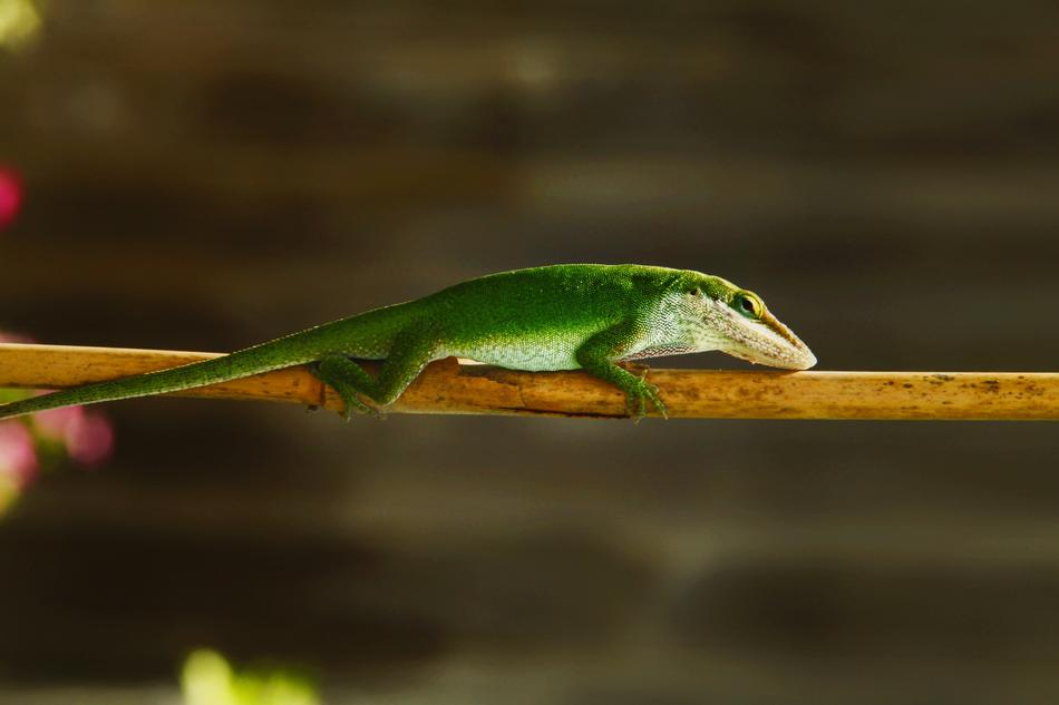 Lizard Green Nature