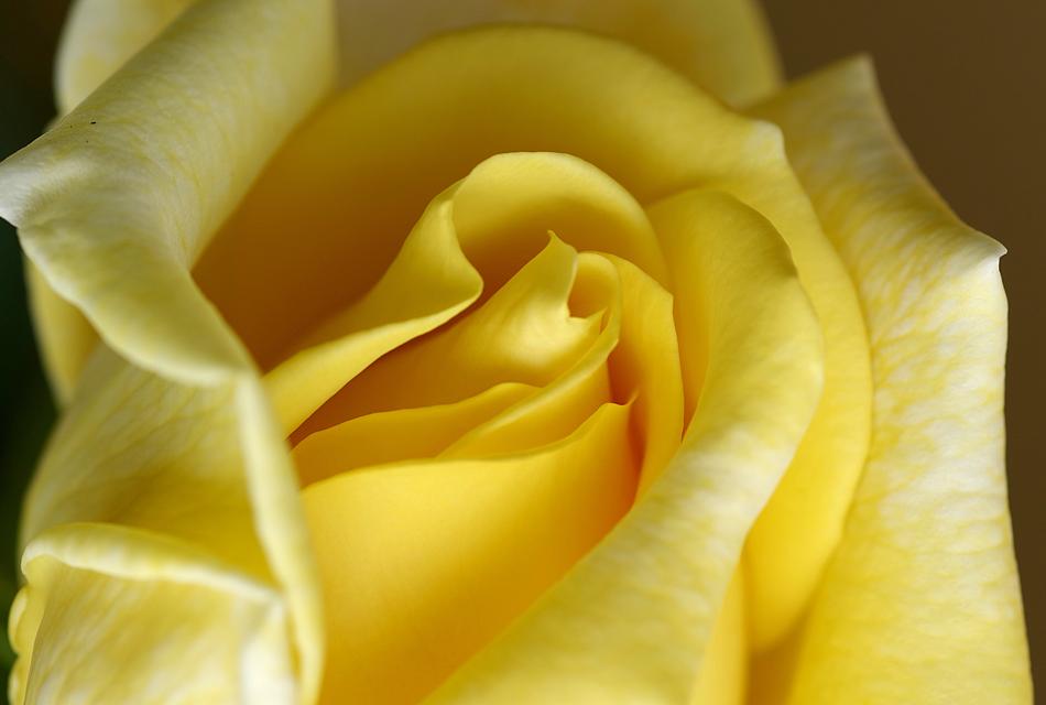 rose yellow big old