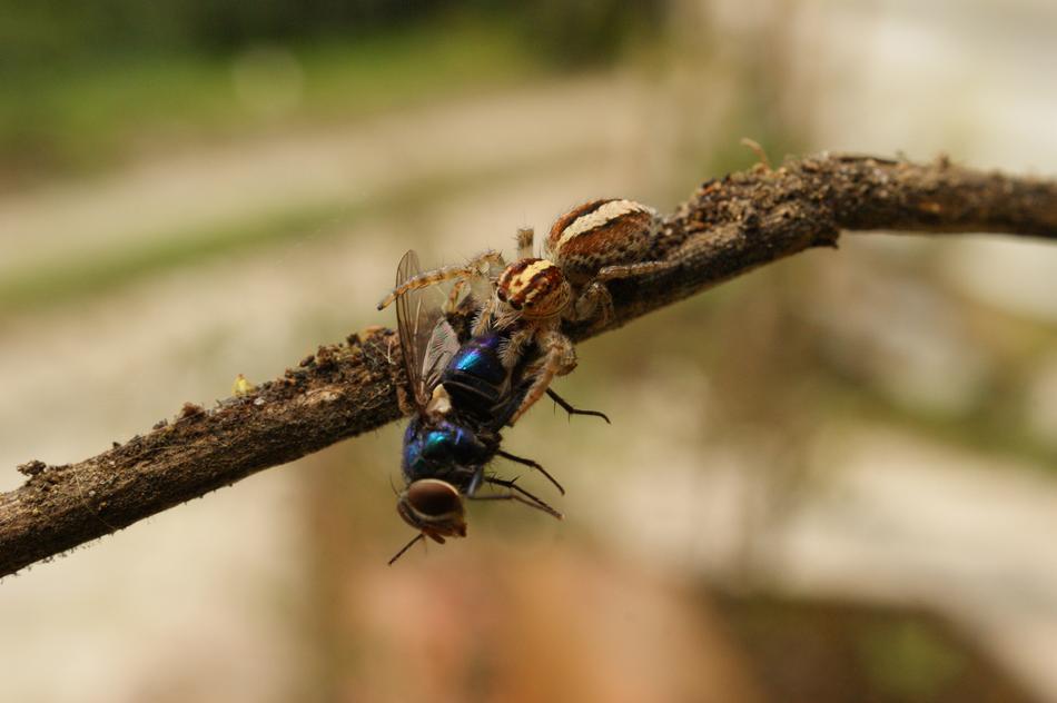 closeup photo of Insects Spider