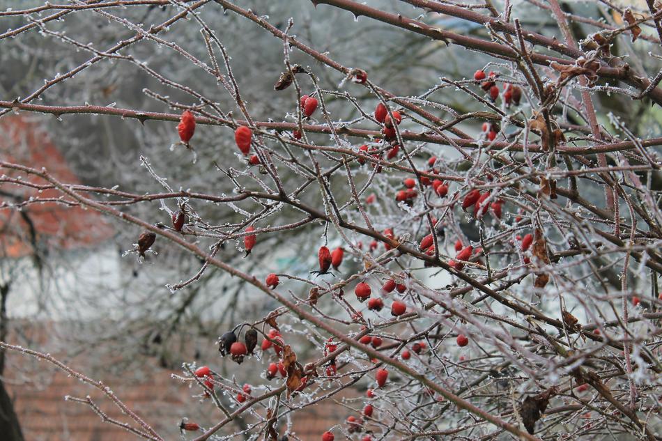 Winter Frost Snow
