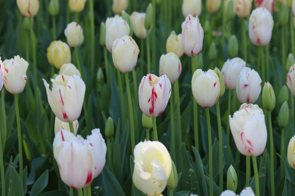 White Pink Tulips in garden