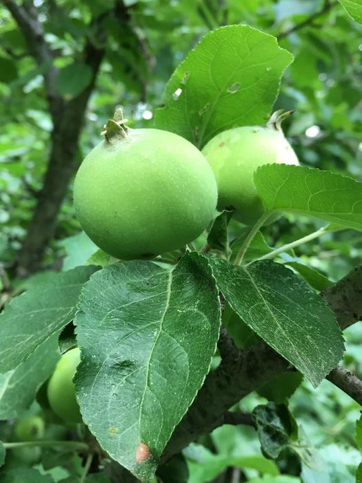 Green Apple in Spring garden
